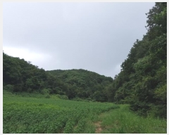  2024Ÿ��11455 ��� û�۱� û���� �Ŵ븮 274      ����(����)���