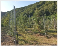  2024Ÿ��11752  �����