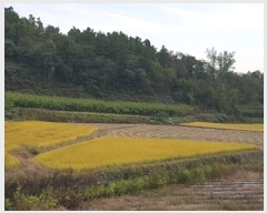  2024Ÿ11790 뱸  꼺 ȭ 894      ()