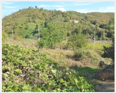  2024Ÿ��11813  �����