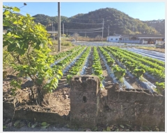  2024Ÿ11905 뱸    165      ()