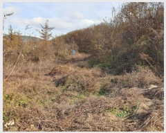  2024Ÿ��11929 ��� �Ǽ��� ����� ��긮 919      ����(��1)���