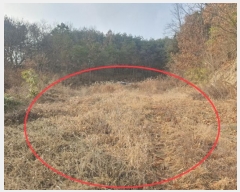  2024Ÿ12199  Ǽ Ȼ  588      ()