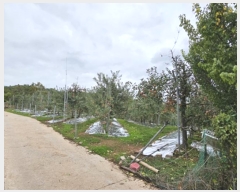  2024Ÿ11516  û۱  帮 395-2      ()