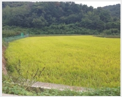  2024Ÿ��11547 �뱸 ������ ������ �ݱ��� 29      ����(��)���