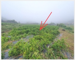  2024Ÿ11745  û۱ γ  694-1      (1)