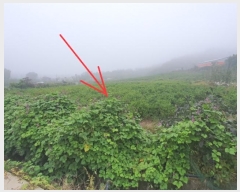  2024Ÿ11745  û۱ γ  694-1      (1)