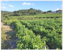  2024Ÿ11745  û۱ γ  694-1      (1)