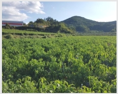  2024Ÿ11745  û۱ γ  694-1      (1)