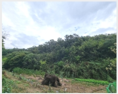  2024Ÿ11820  Ǽ   39      (Ӿ)