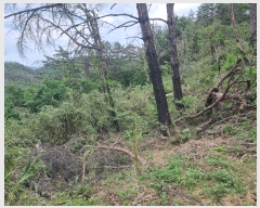  2024Ÿ10530   ϸ θ 1267      (1)