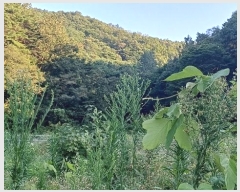  2024Ÿ��11113 ��� ������ ������ ���긮 492      ����(��)���