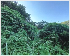  2024Ÿ��11113 ��� ������ ������ ���긮 492      ����(��)���