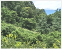  2024Ÿ��11113 ��� ������ ������ ���긮 492      ����(��)���