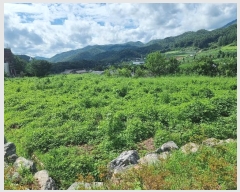  2024Ÿ��663 ��� ���籺 �Ͽ��� �ְ 194-1      ����(��1)���