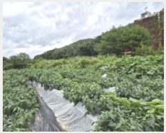  2024Ÿ��663 ��� ���籺 �Ͽ��� �ְ 194-1      ����(��1)���