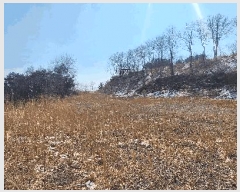  2024Ÿ��1246  ���������