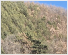  2024Ÿ11984   ǰ ϸ 95-1      (Ӿ)