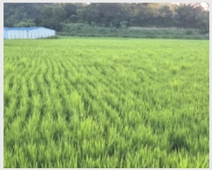  2024Ÿ2839  ׽    530     (1)