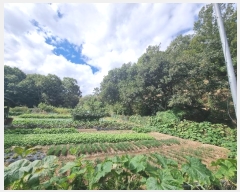  2024Ÿ34249  ׽ ϱ  121      (Ӿ)