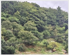  2024Ÿ��35068  �����