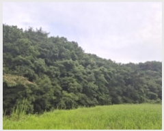  2024Ÿ33819  ׽   ο 117     (Ӿ)