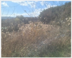  2024Ÿ��3924 ��� ���׽� �ϱ� û�ϸ� �ҵ��� 229     ����(�Ӿ�)���