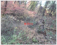  2024Ÿ42673 뱸 ޼ ǳ 긮 533-2      (Ӿ)