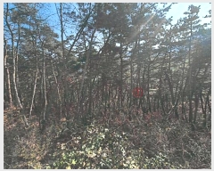  2024Ÿ��41977 ��� ���ֱ� ������ �ڻ긮 ��20      ����(�Ӿ�)���