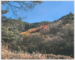  2024Ÿ��41977 ��� ���ֱ� ������ �ڻ긮 ��20      ����(�Ӿ�)���