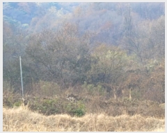  2024Ÿ��41977 ��� ���ֱ� ������ �ڻ긮 ��20      ����(�Ӿ�)���