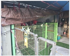  2024Ÿ9527  ֱ ﳲ  1562-1      ٸü,󰡰