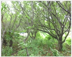  2024Ÿ114207  ϱ  121       ()