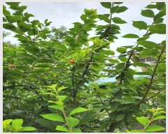  2024Ÿ110168  ߱  257-12       ()