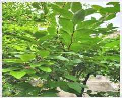  2024Ÿ110168  ߱  257-12       ()