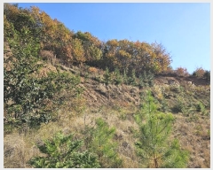  2024Ÿ��118469 �泲 ���� �Ϻϸ� ��ϸ� 542-2      �ܵ�����,�����ð��