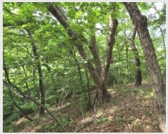  2024Ÿ��4805 ��� ���ֱ� ����� �ٰ��� 519-90      ����(�Ӿ�)���