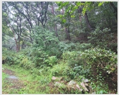  2024Ÿ114054  ֱ ﵿ ϸ 37      (Ӿ)