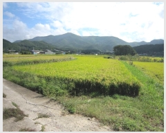  2024Ÿ7682  ֱ ε  445      ()