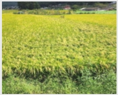  2024Ÿ7682  ֱ ε  445      ()