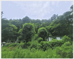  2024Ÿ��109779  �����