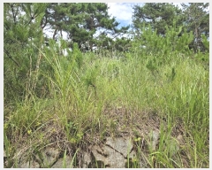  2024Ÿ��111055  �Ӿ߰��