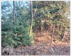  2024Ÿ9459  ֱ ¾ ﱤ 989      (1)