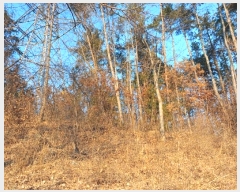  2024Ÿ9459  ֱ ¾ ﱤ 989      (1)