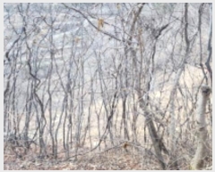  2024Ÿ9480 泲  ϸ  799-1      (Ӿ)