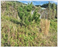  2024Ÿ��9084 ��� ���ֱ� ������ ���縮 190-9      ����(��1)���