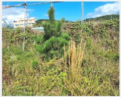  2024Ÿ��9084 ��� ���ֱ� ������ ���縮 190-9      ����(��1)���