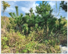  2024Ÿ��9084 ��� ���ֱ� ������ ���縮 190-9      ����(��1)���