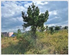  2024Ÿ��9084 ��� ���ֱ� ������ ���縮 190-9      ����(��1)���