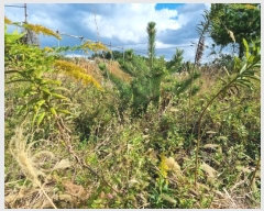  2024Ÿ��9084 ��� ���ֱ� ������ ���縮 190-9      ����(��1)���